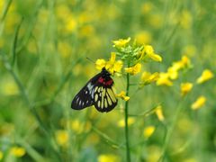 -光明小镇欢乐田园