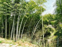 -灵山景区梯田