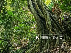-西双版纳原始森林公园