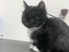 -pd派德宠物中心医院24H急重症·眼科中心·血液透析中心(嵩山北路店)