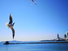 -青岛海滨风景区