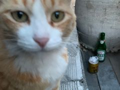 -Tubestation站点比萨(五道营店)