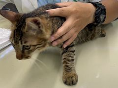 -瑞派动物医院·猫专科·至诚(江南中分院)