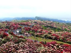 -贵州百里杜鹃风景名胜区