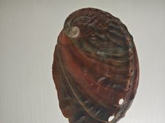 -青岛贝壳博物馆