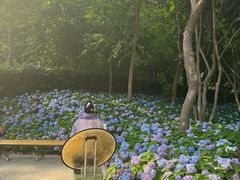 -上海共青森林公园