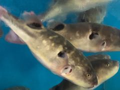 -天正河鲀·河豚亭(大连店)