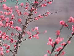-望江楼公园