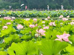 -金山公园