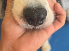 -趣玩宠物乐园寄养训犬训狗游泳池
