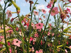 -深圳国际园林花卉博览园