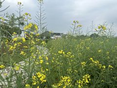 -东梓关景区村庄