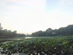 -新江湾城公园