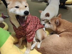-逗柴咖啡屋·狗咖猫咖宠物桌游
