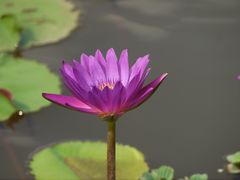 -美的鹭湖森林度假区