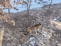 -青藏高原野生动物园