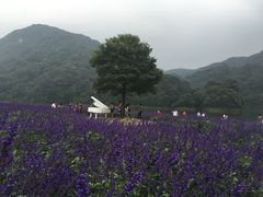 -广州市石门国家森林公园