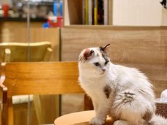 -藏猫猫咖啡主题馆(中央大道店)