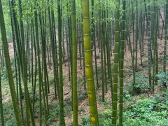 -莫干山风景区