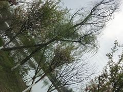 -桤木河湿地公园