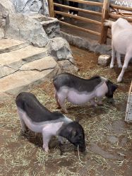 -Zoolung Zoolung动物主题公园(海信广场店)