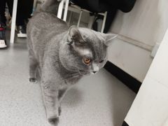 -我爱猫咪·猫咖·狗咖·安哥拉兔·羊驼咖(小寨华旗店)