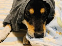 -暖阳宠物医院·犬猫康复中心·骨科