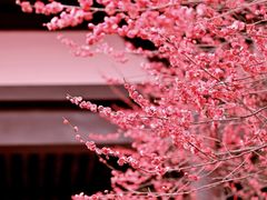 -洋湖国家湿地公园