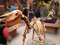 -陕西自然博物馆