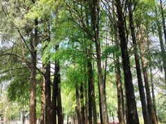 -四海公园(南山区)