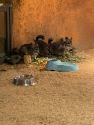 -酷嗒动物文化乐园(cutezoo西溪乐天城店)