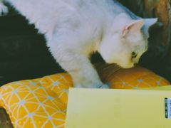 -喵屿·大理花园猫咖