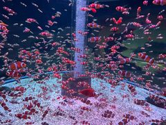-海合安成都极地海洋公园