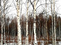 -北极村旅游风景区