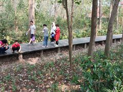 -合肥滨湖国家森林公园