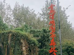 -合肥滨湖国家森林公园