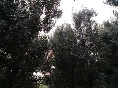 -林栖谷森林康养度假区