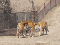 -沈阳森林动物园