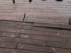 -滕州微山湖红荷湿地景区