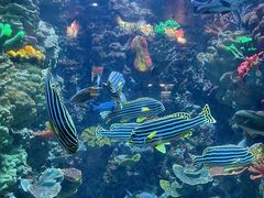 -海合安青岛极地海洋公园