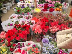 -中环花鸟鱼虫市场