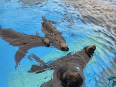 -上海海昌海洋公园