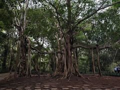 -中国科学院西双版纳热带植物园