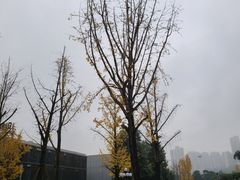 -龙头寺公园