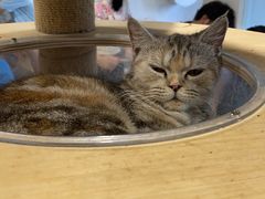 -楼上猫咖(罗湖店)