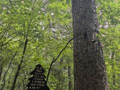 -五营红松林海景区