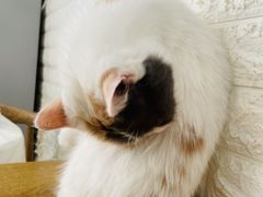 -平行世界·猫咖(首经贸店)