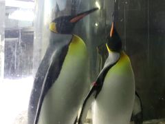 -悉尼海洋生物水族馆