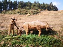 -紫鹊界梯田景区