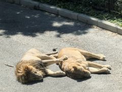 -大连森林动物园